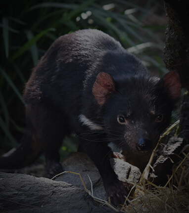 A young Tasmanian Devil