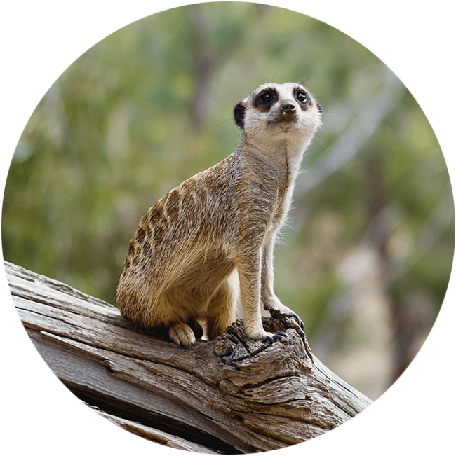 gorge-wildlife-park-animal-experiences-south-australia
