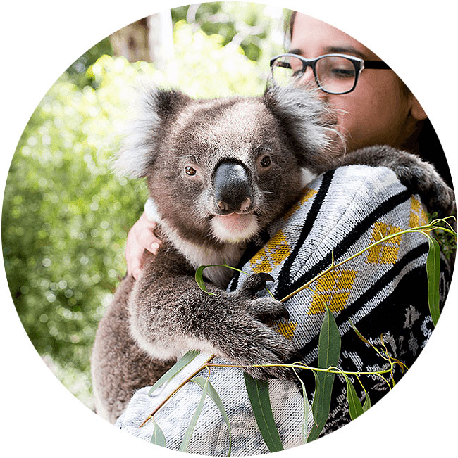 gorge-wildlife-park-south-australia-animal-experiences-adelaide-koala