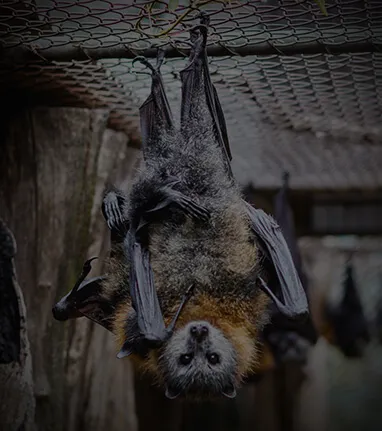Gorge-Wildlife-Park-Adelaide-Hills-Zoo-South-Australia-Fruit-Bat
